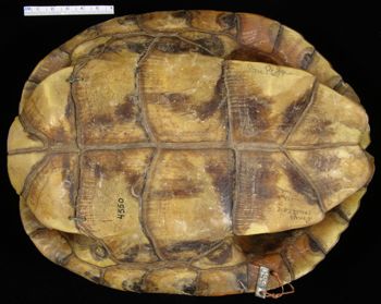 Media type: image; Herpetology R-4550